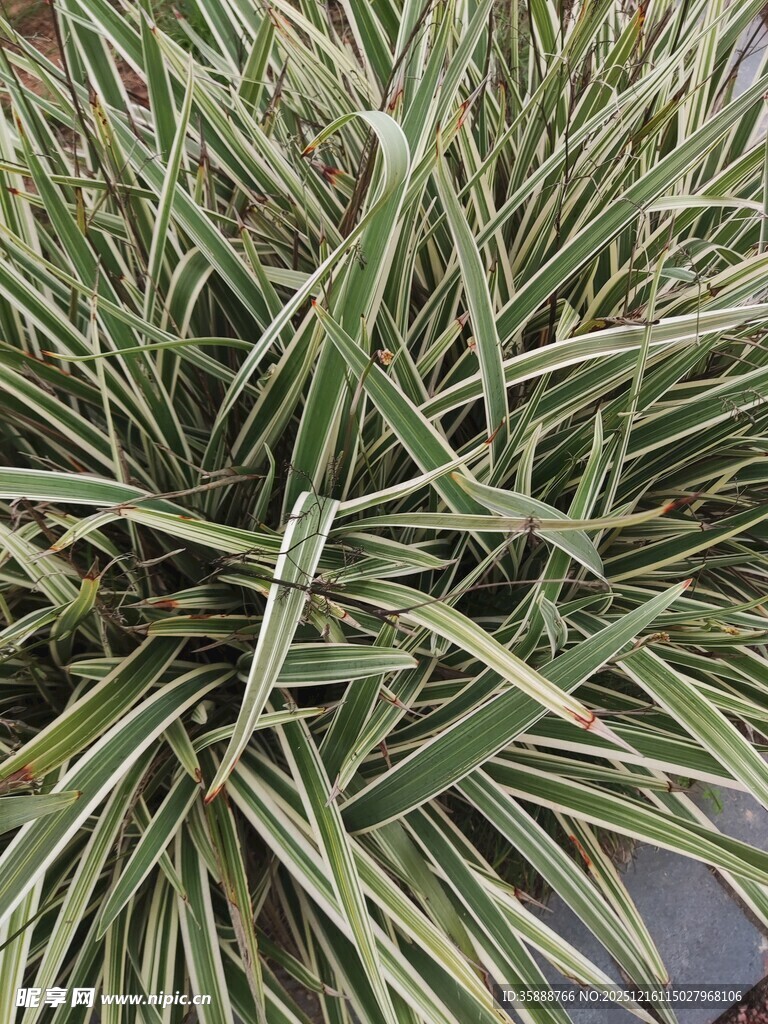 金边麦冬草特写
