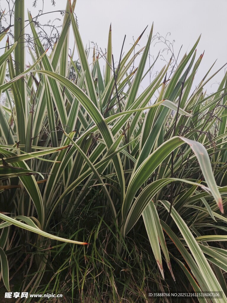 翠绿剑叶植物特写