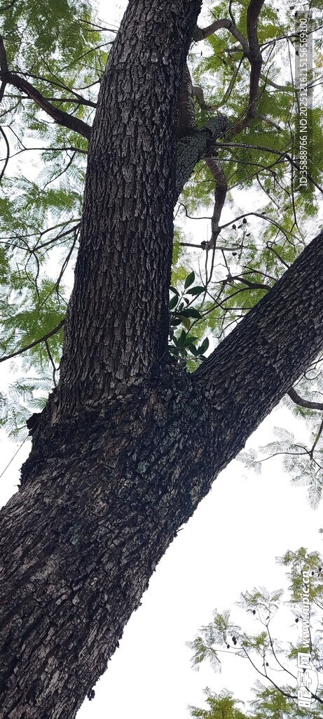粗壮树干与繁茂枝叶