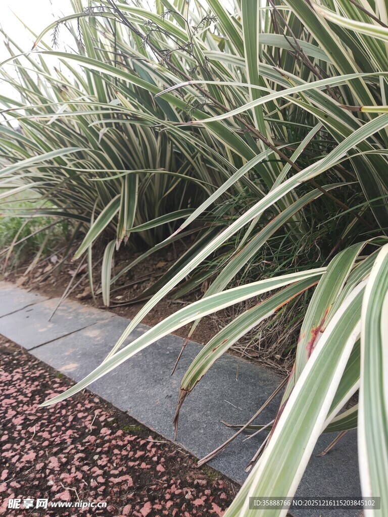 路边条纹绿植景观