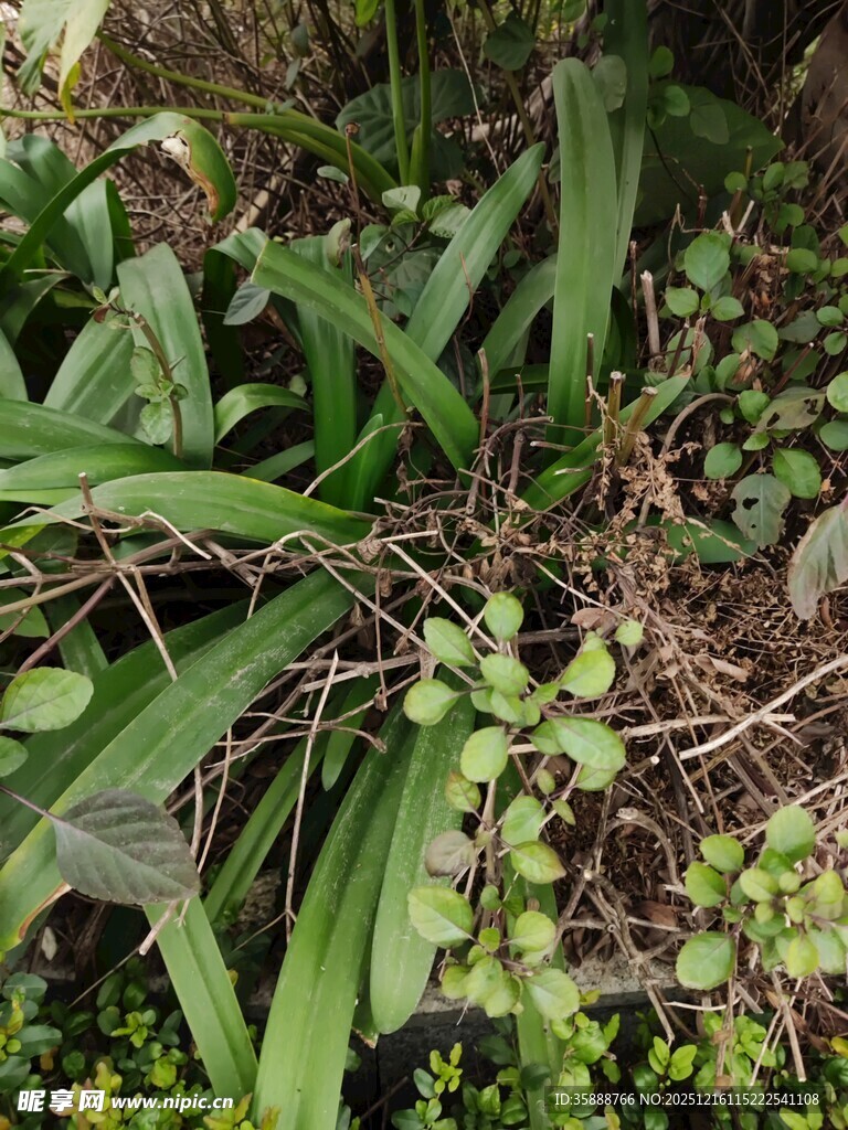 绿叶丛生的植物景观