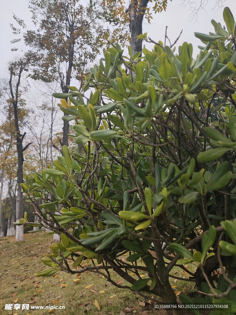 户外繁茂绿植景观