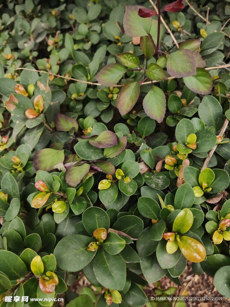 绿叶间的多彩植物景观