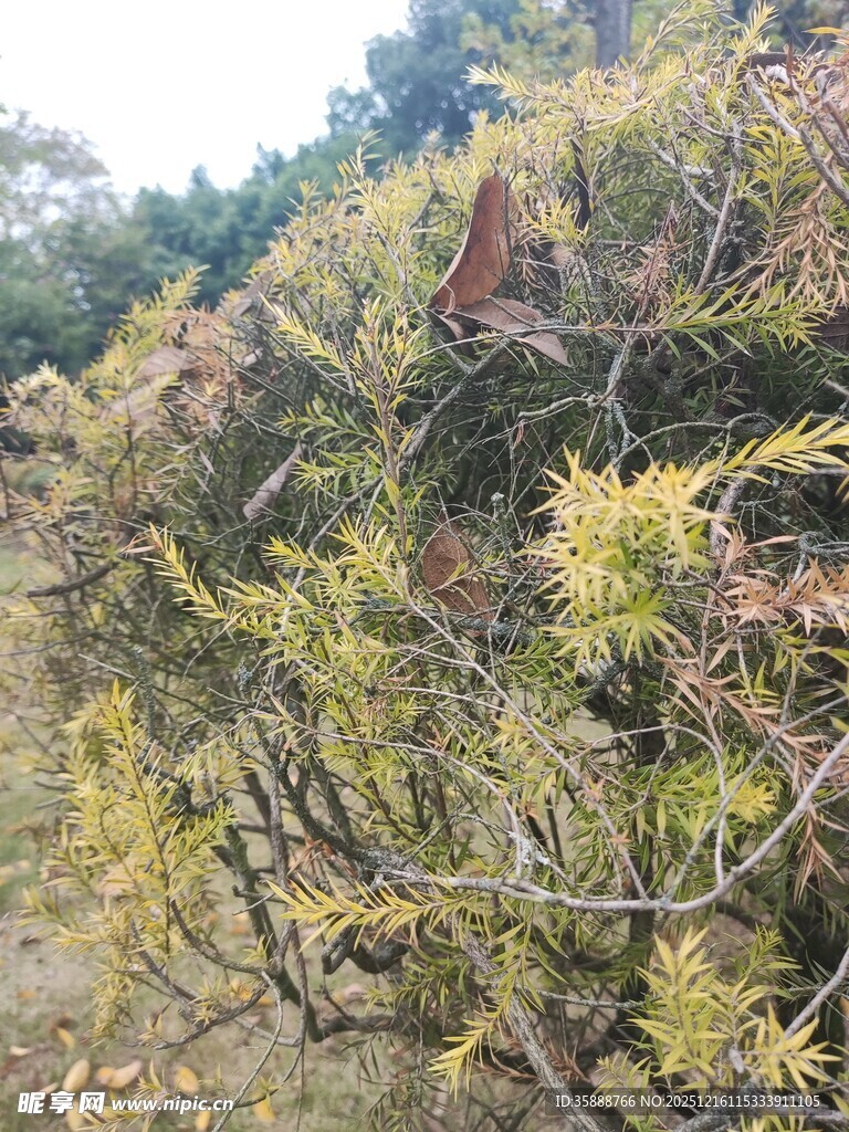 山坡上的繁茂绿植