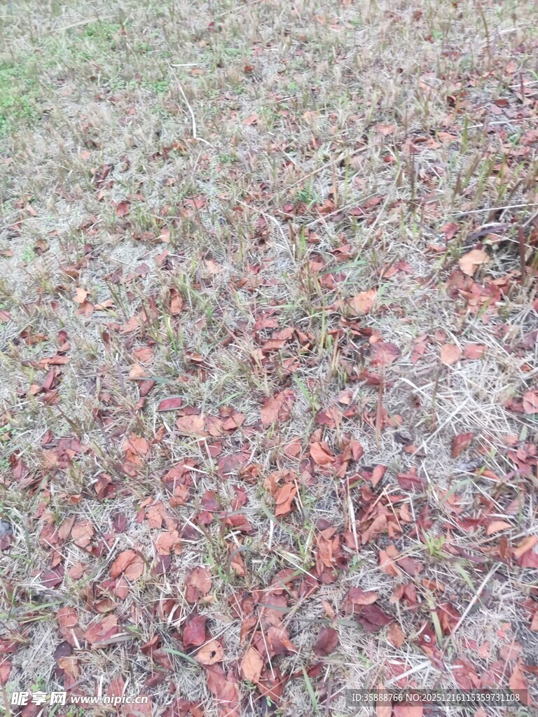 地面上的多彩落叶
