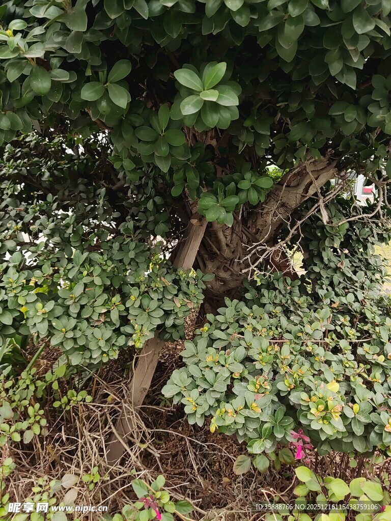 繁茂绿植下的树根景象