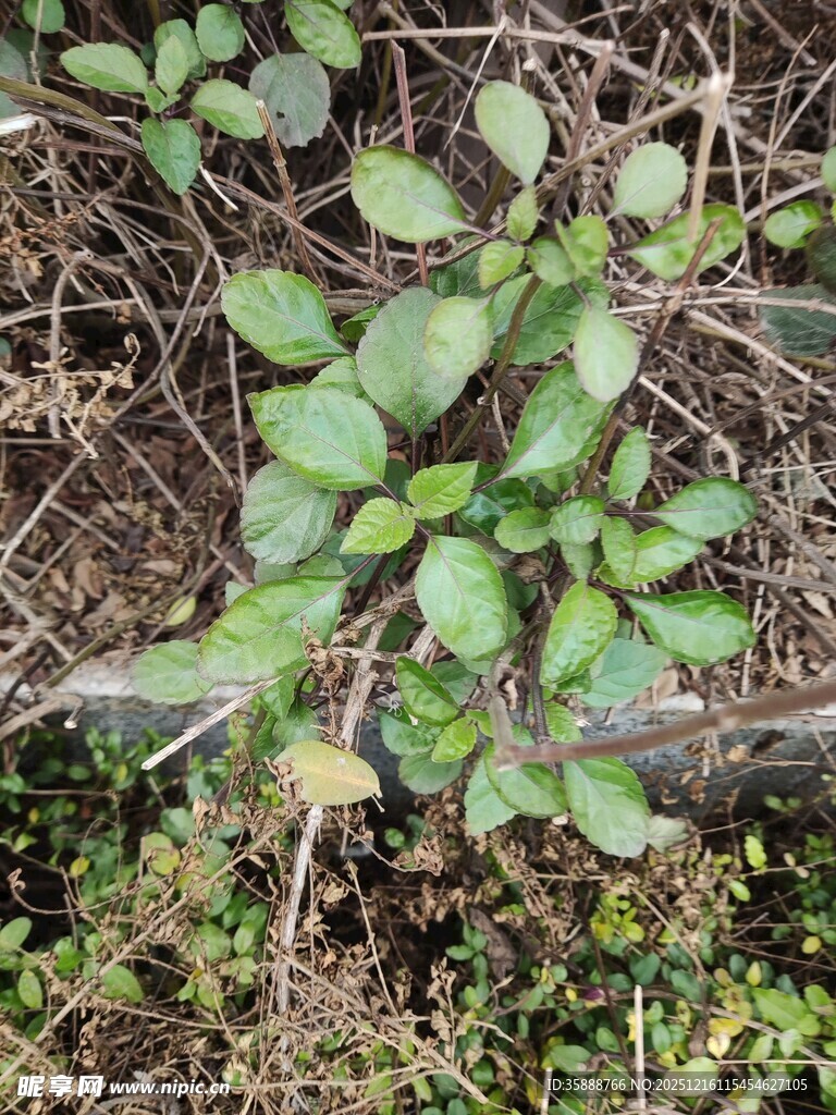 地面绿植与枯枝景象