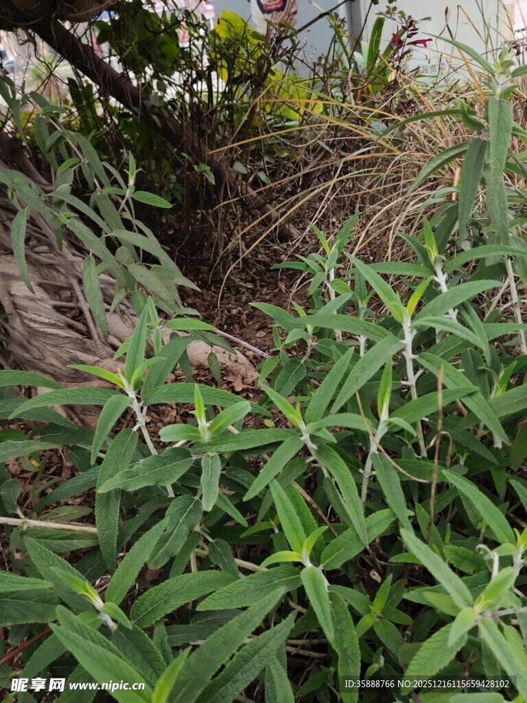 野外繁茂的绿色植物丛