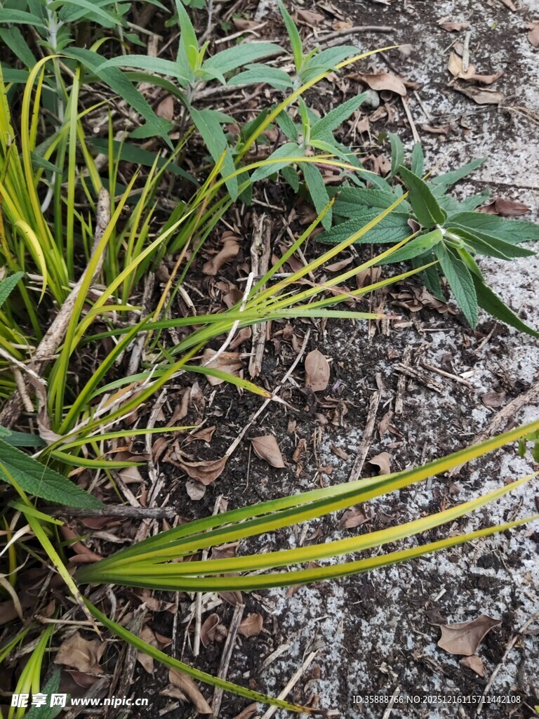 地面生长的绿色植物