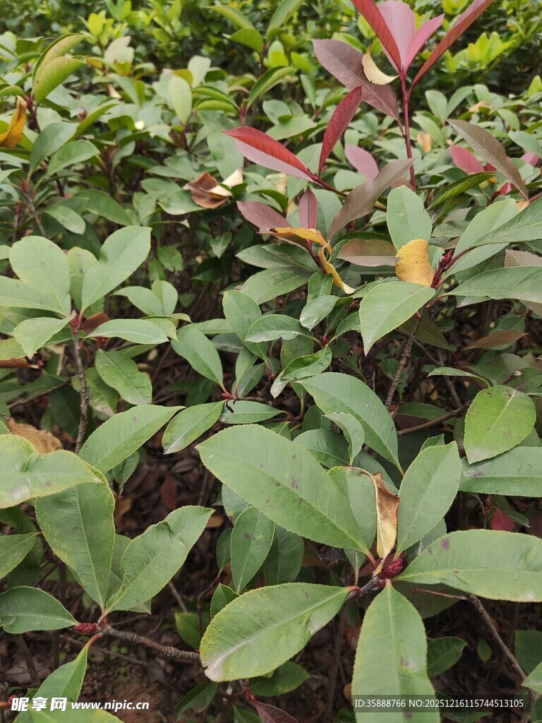 绿叶红边植物特写