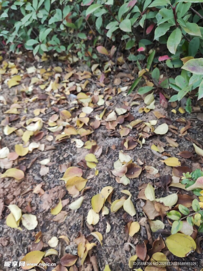 落叶满地的自然景象