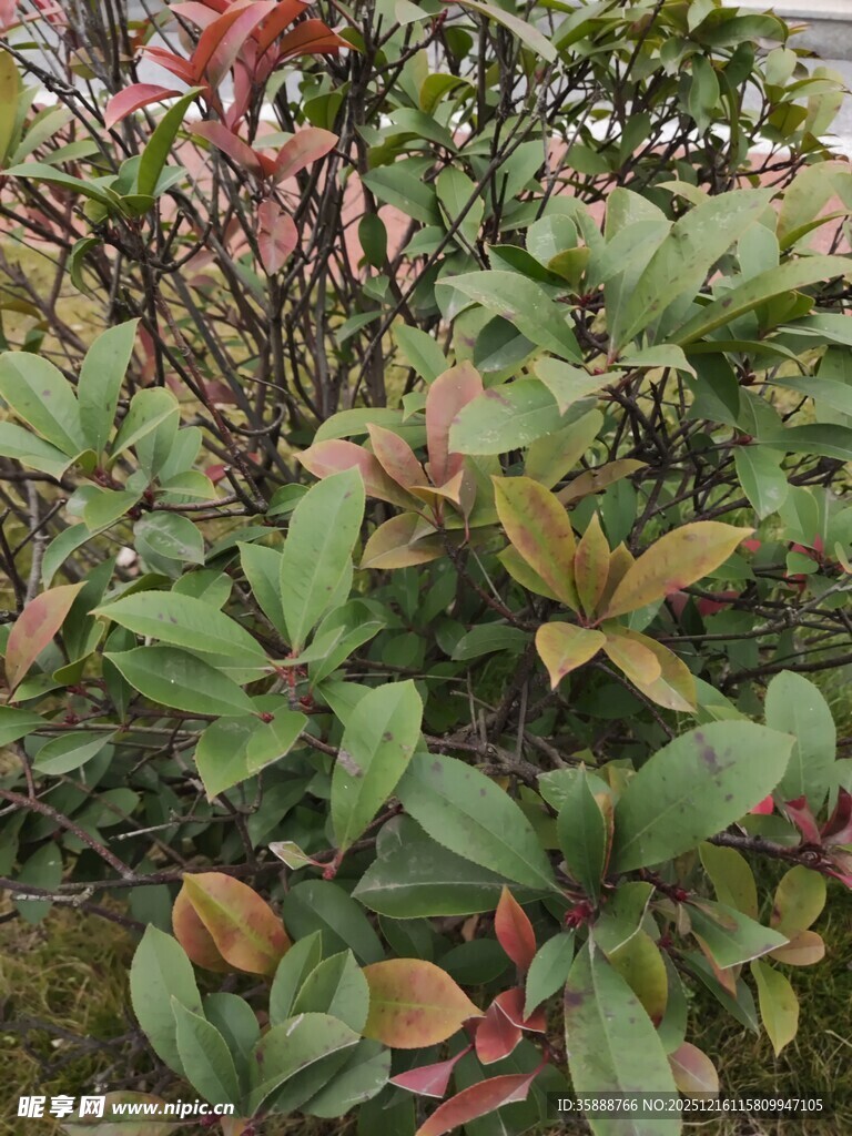 多彩叶片植物景观