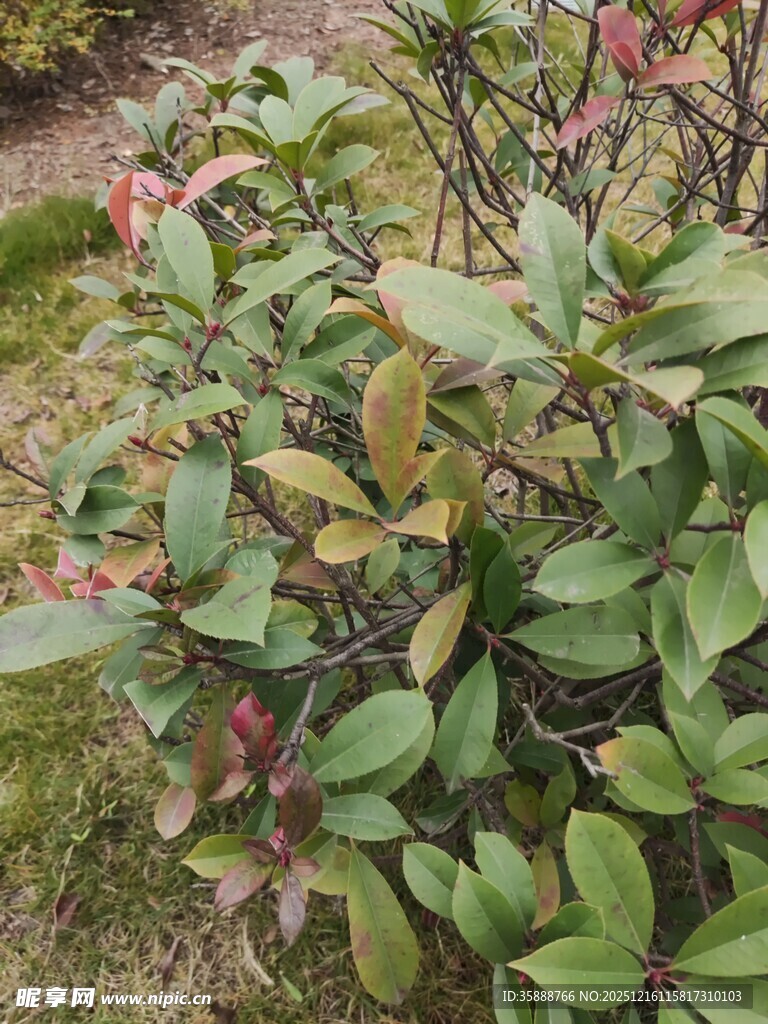 绿叶间的多彩植物