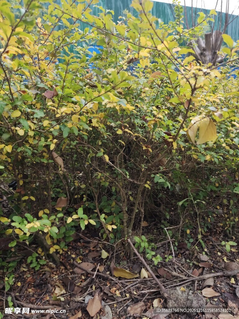 绿叶繁茂的灌木丛