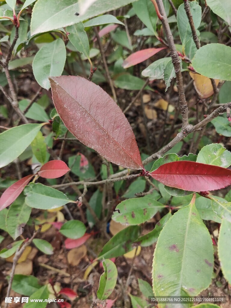 红叶绿叶交织的植物景观