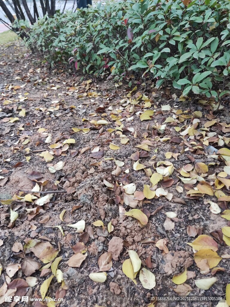 落叶铺地的静谧植物景观