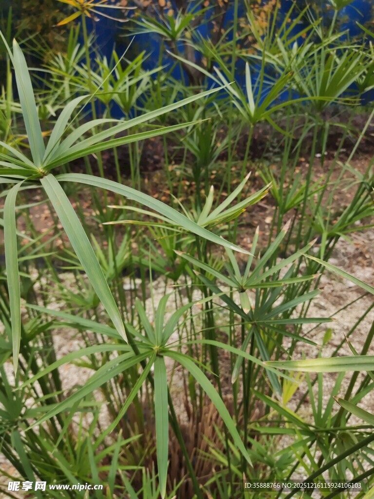 野外生长的绿色植物