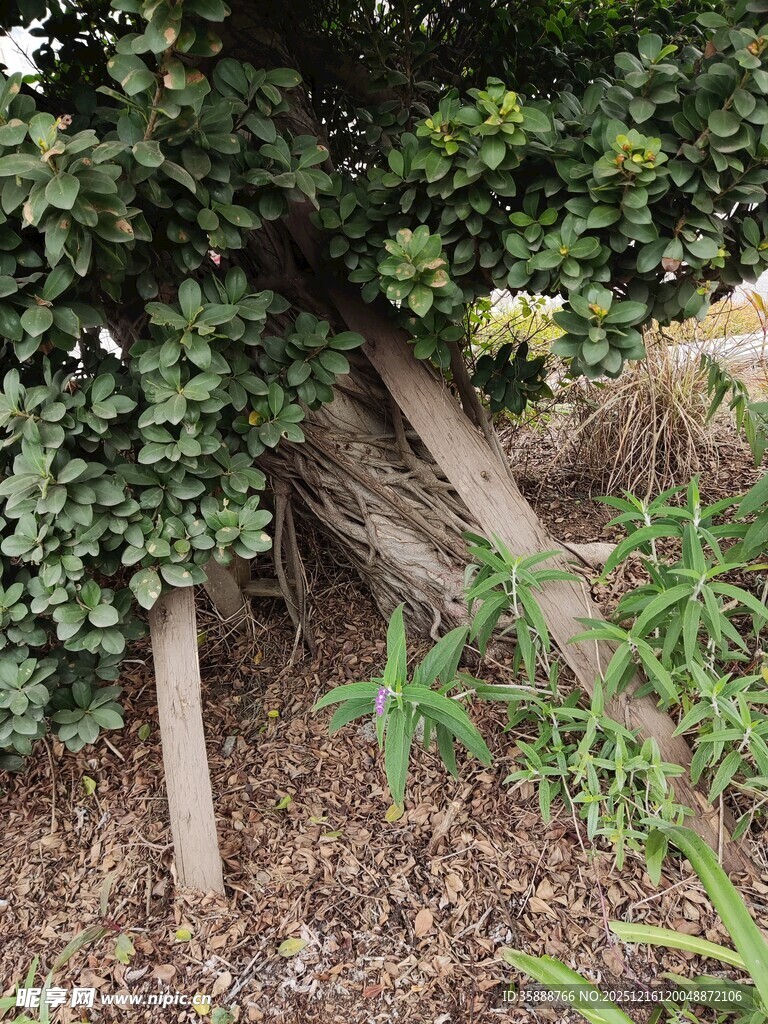 藤蔓缠绕的木质支架景观