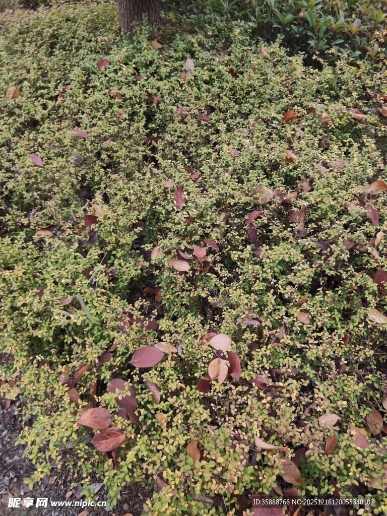 地面上的繁茂绿植