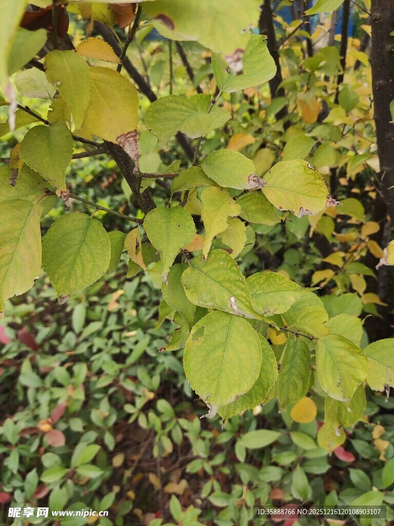 秋日绿叶植物景观