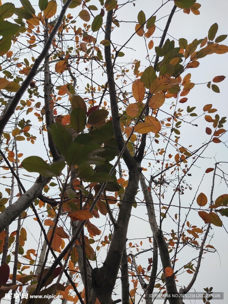 秋日枝头斑斓树叶