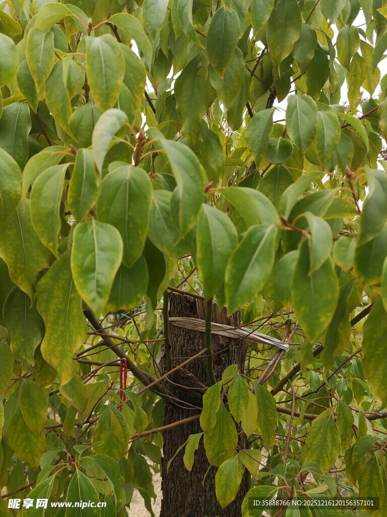 绿叶繁茂的树木景象
