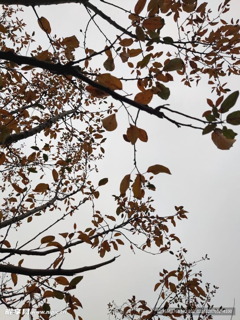 秋日树枝上的斑斓树叶