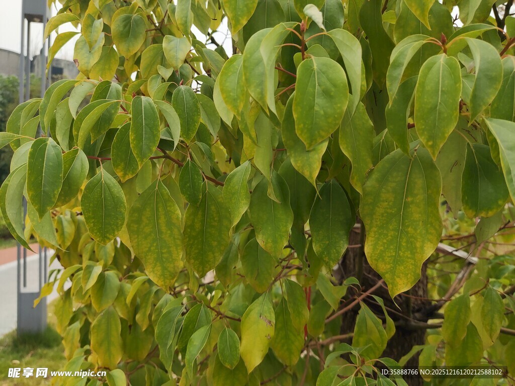 绿叶繁茂的树木