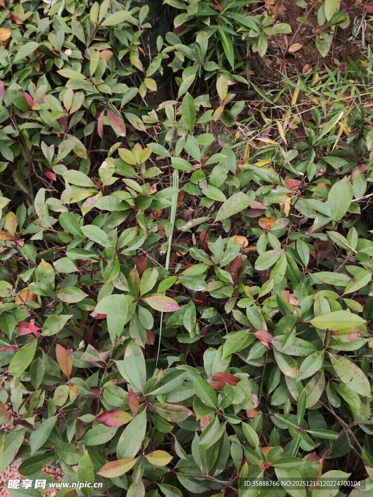 绿叶红边植物景观