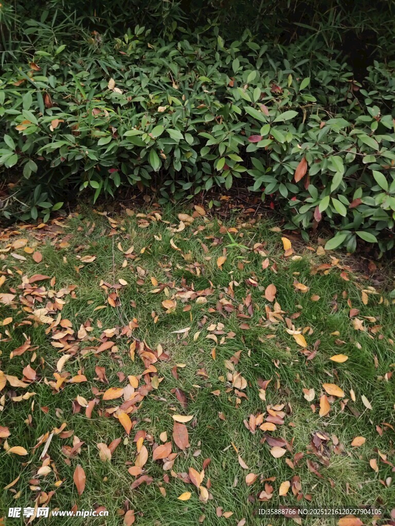 秋日庭院落叶与绿植景观