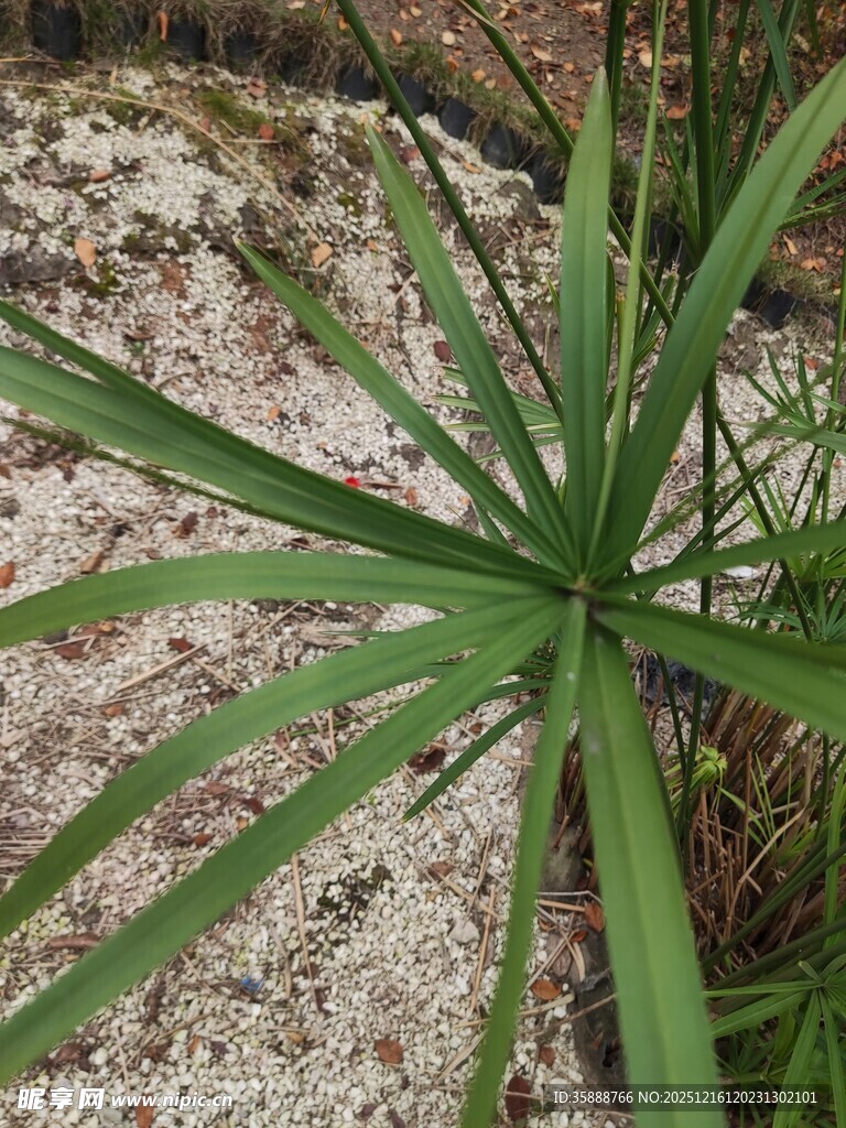细长绿叶植物特写