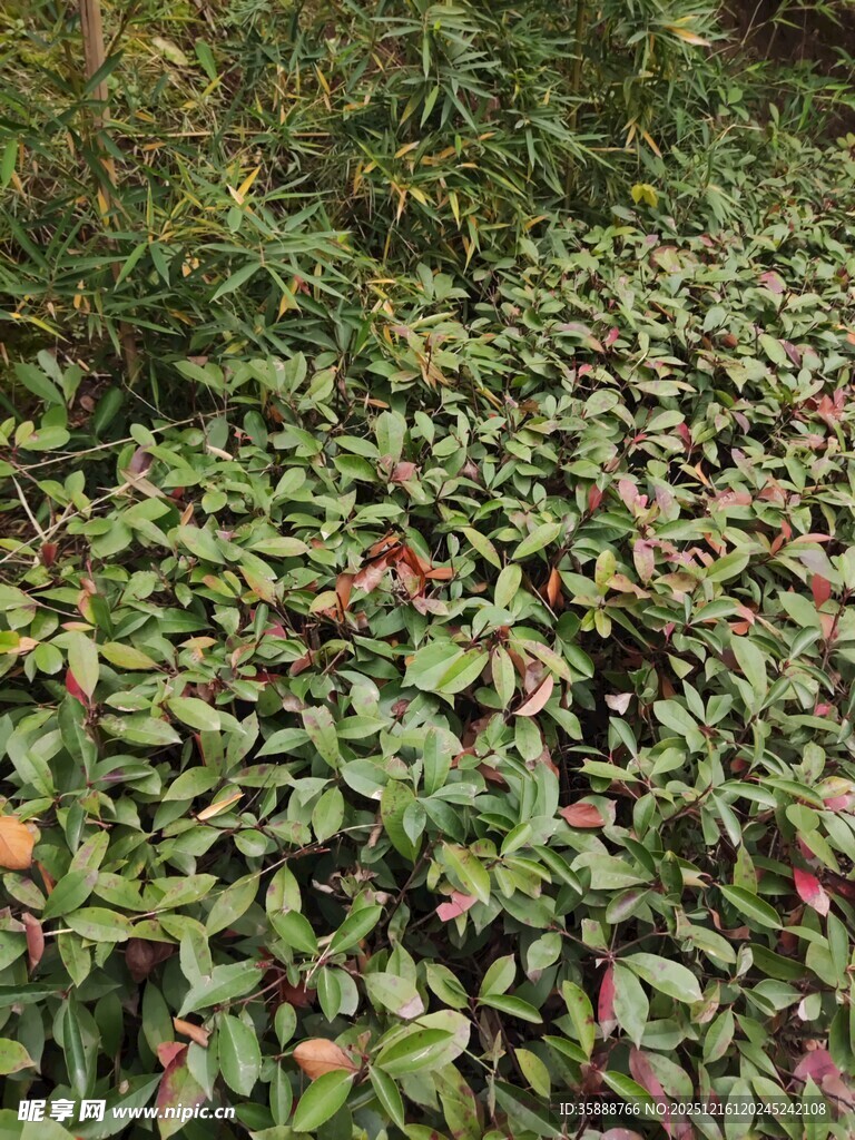 地面覆盖的繁茂绿色植物