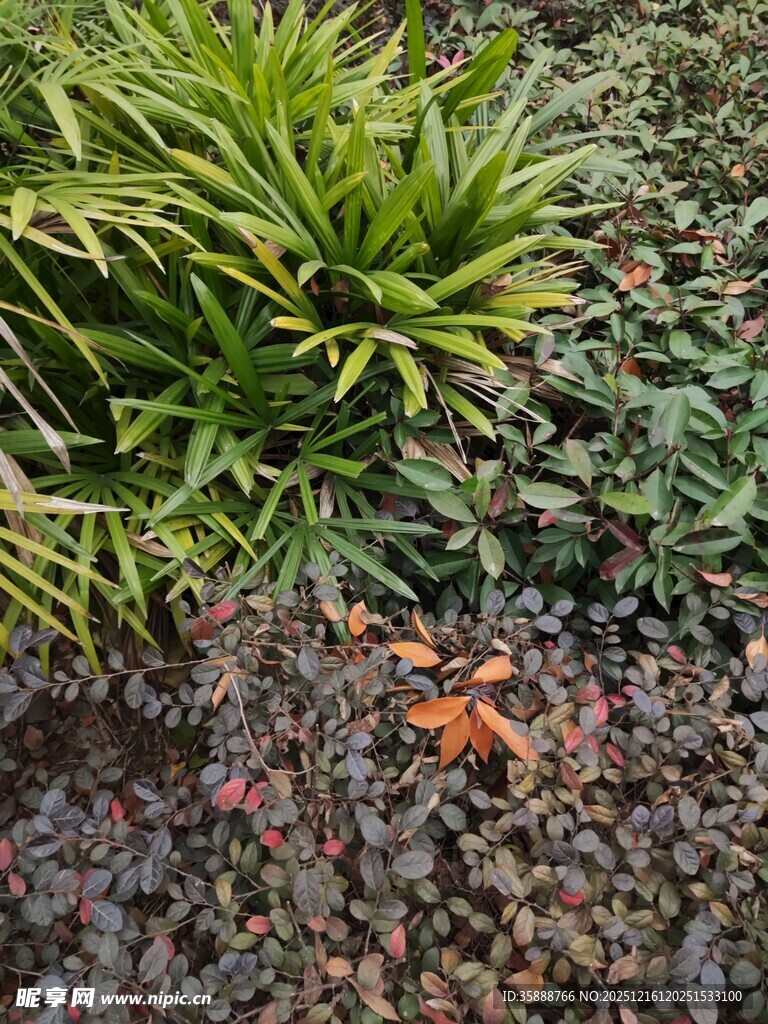 草丛中的橙色海星