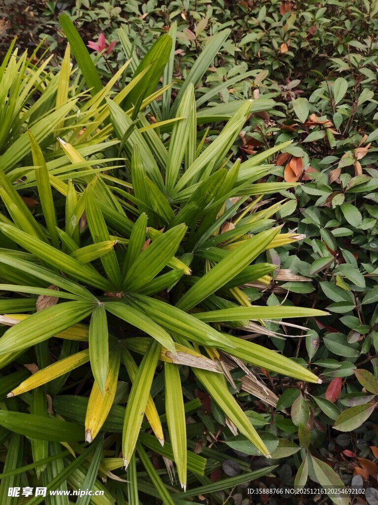 翠绿龙舌兰植物特写