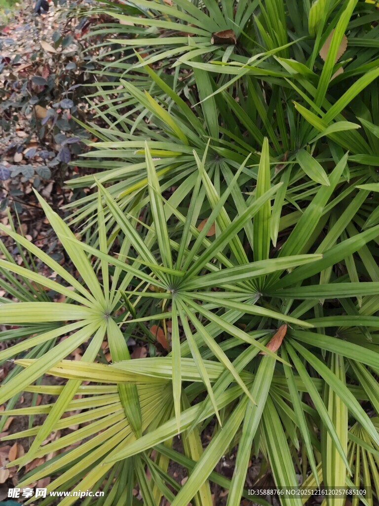 翠绿丛生的热带植物叶片