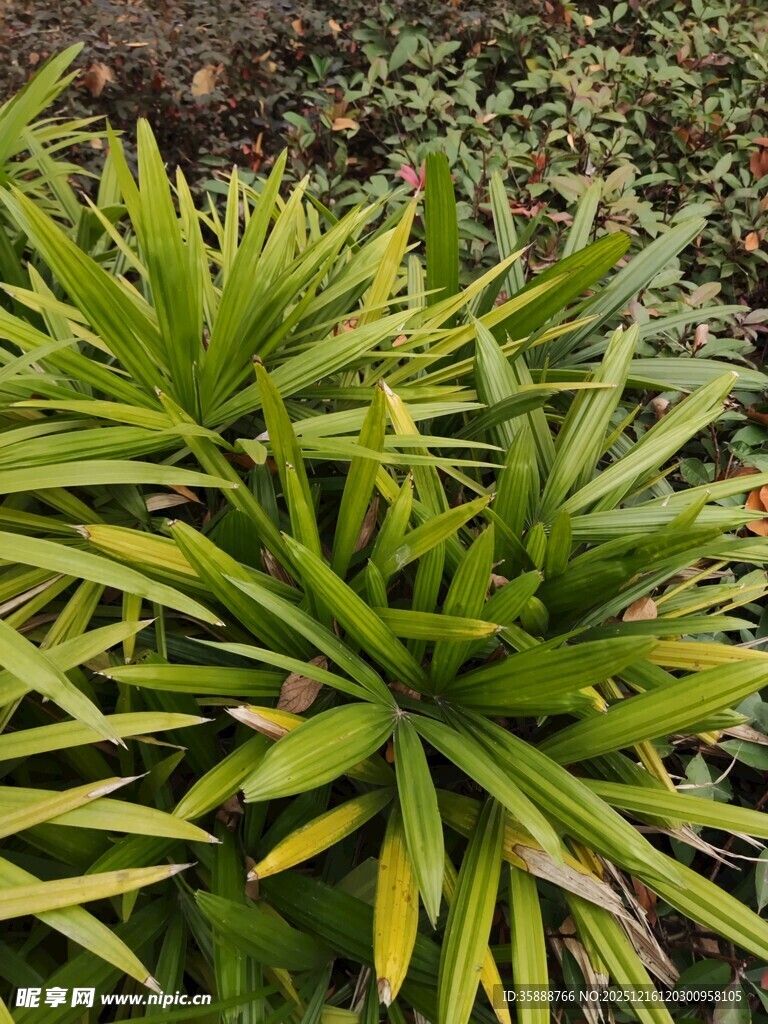 翠绿丛生的剑形叶片植物