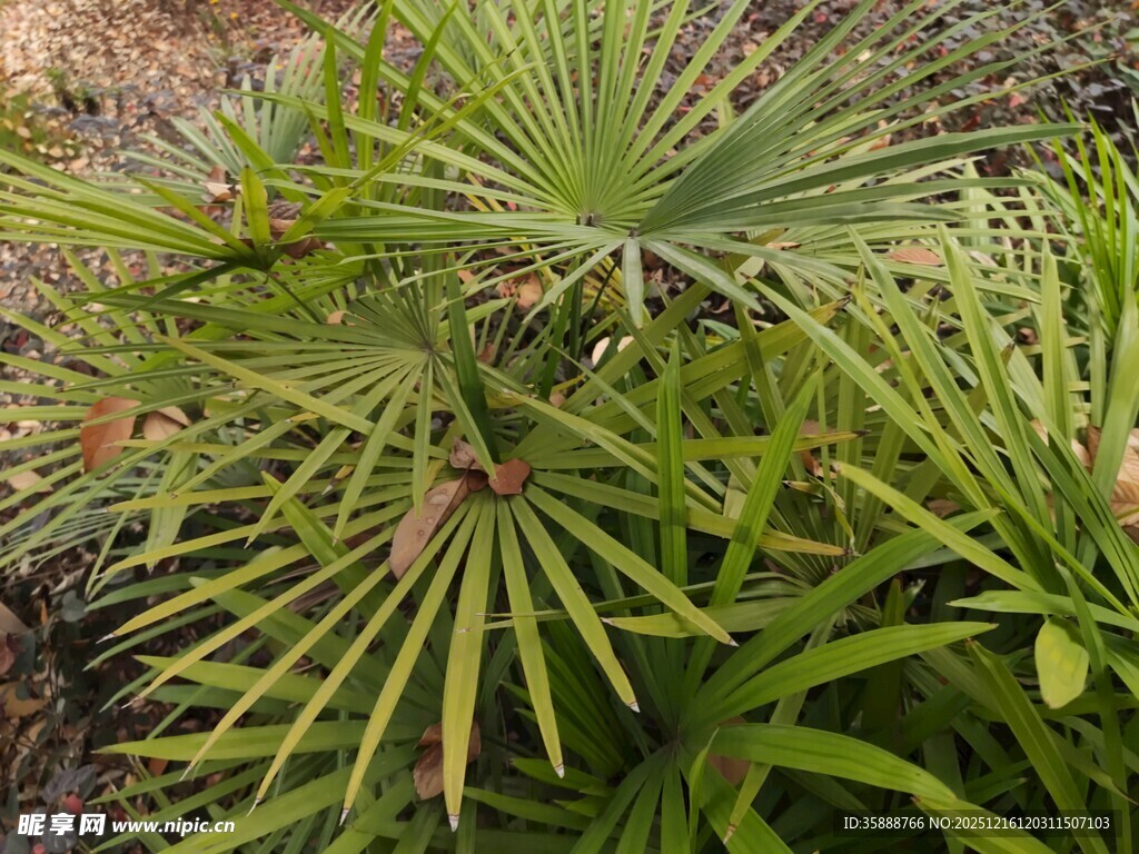 翠绿蒲葵植物景观