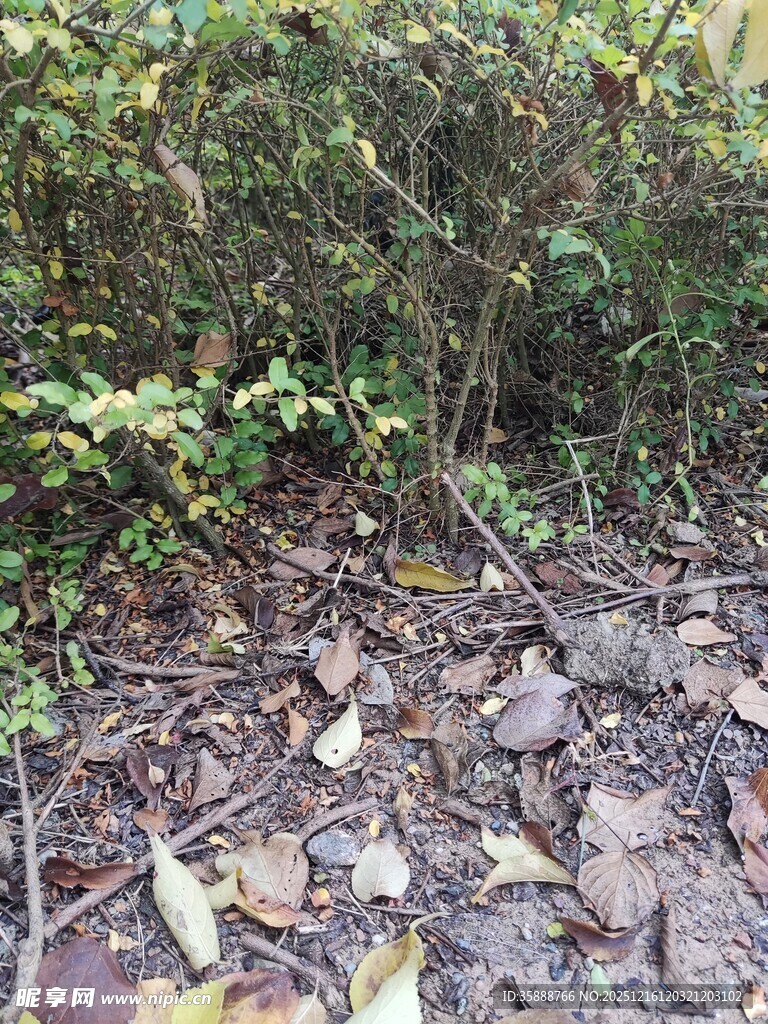 林间落叶与繁茂植被景象