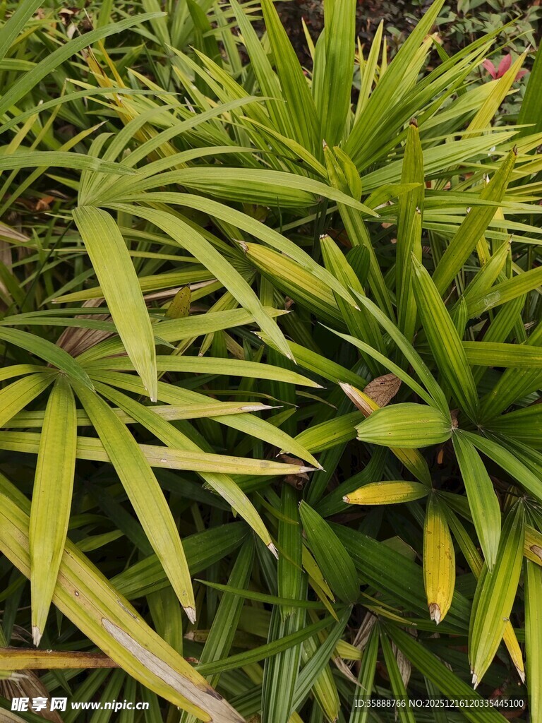 翠绿蓬松的龙舌兰植物