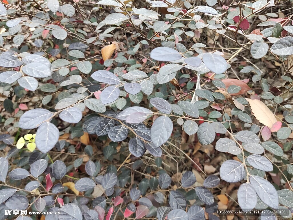 多彩叶片植物景观