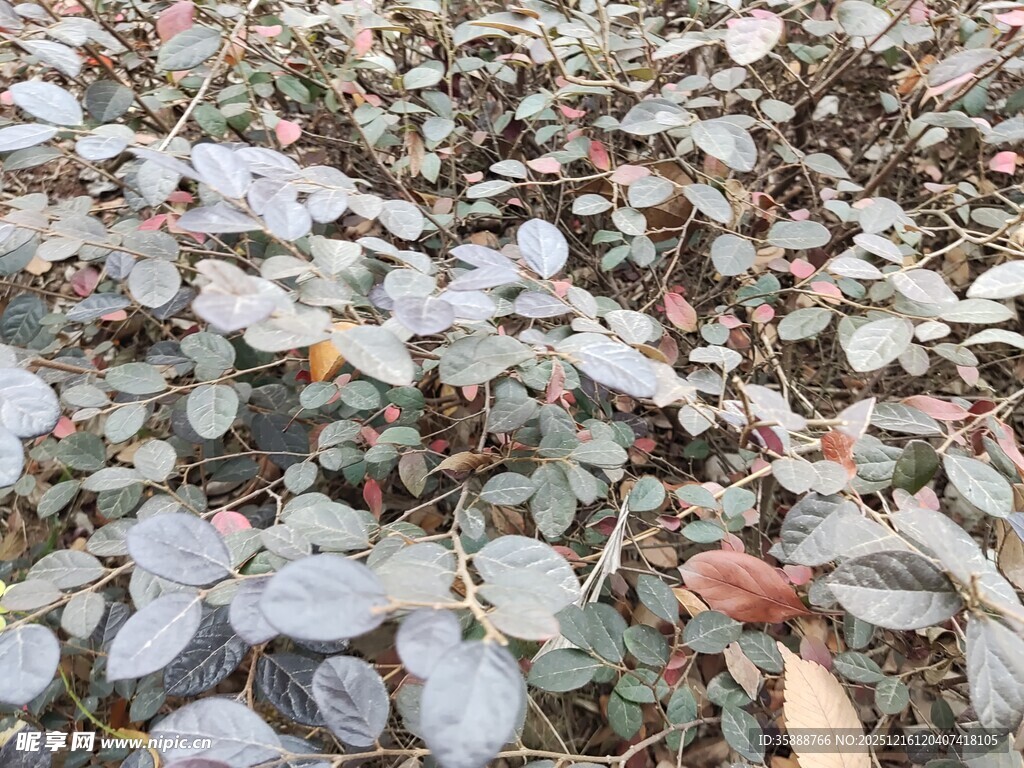 地面散落带霜枯叶