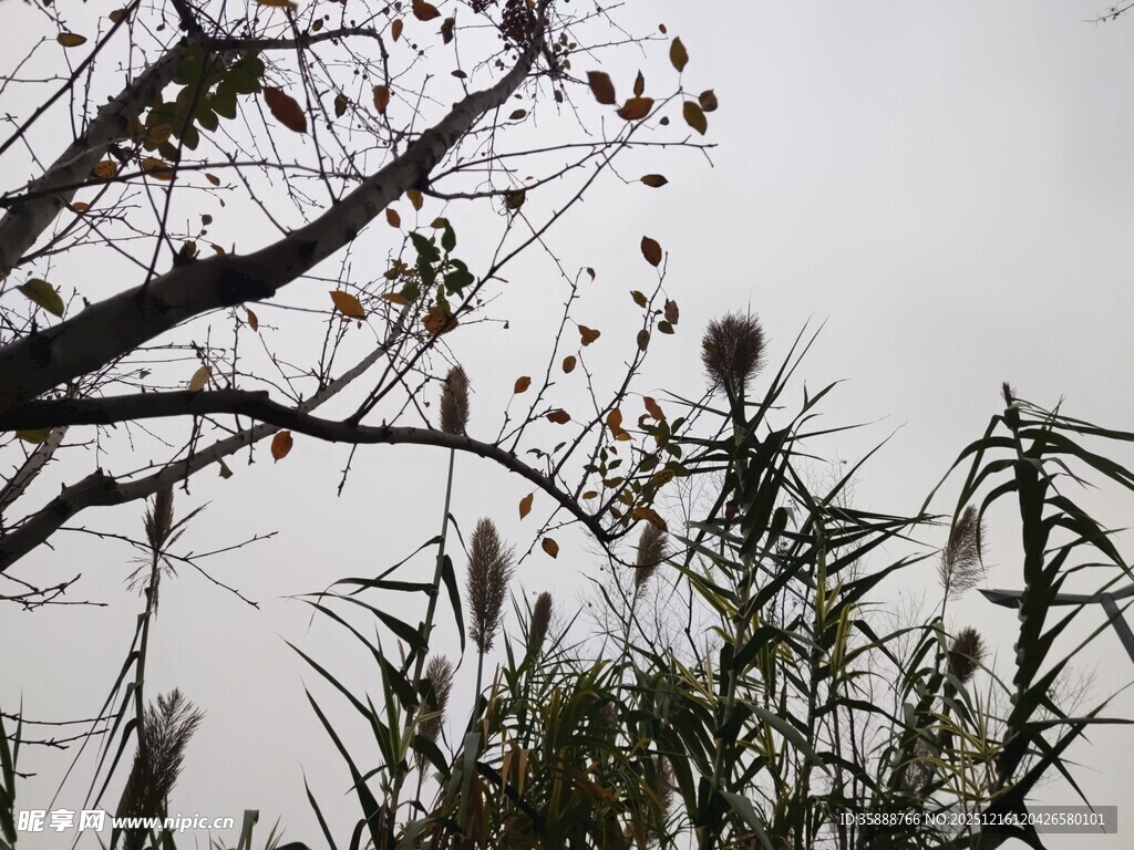 野外植物与枝干景象