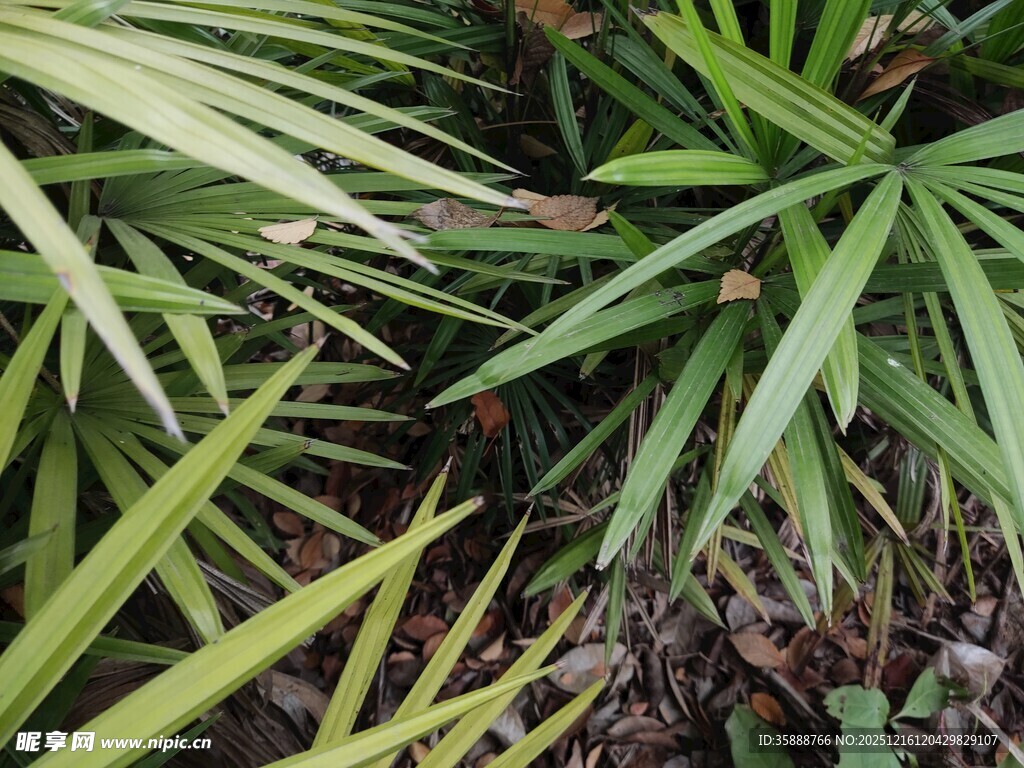 翠绿多样的舒展植物叶片