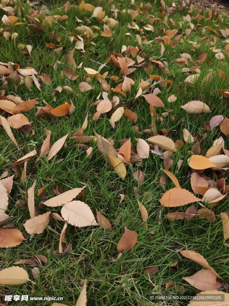 草地落叶美景