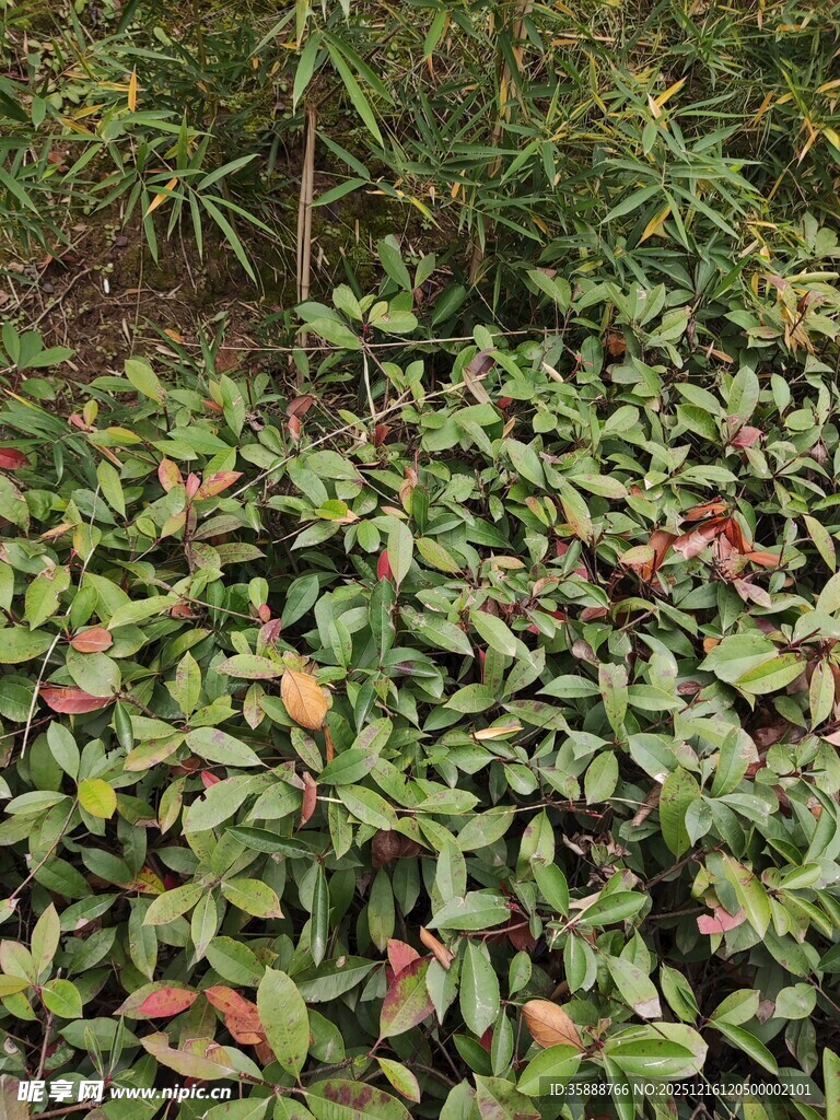 地面的多彩植物群落