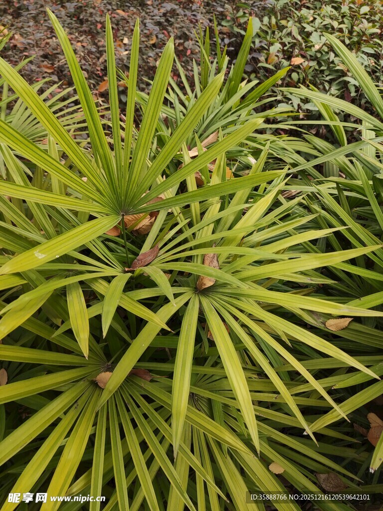 翠绿细长叶片的植物