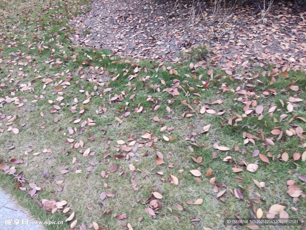 秋日草地落叶景象