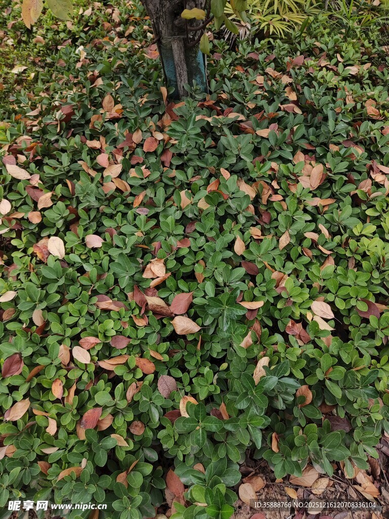 地面上的绿植与落叶