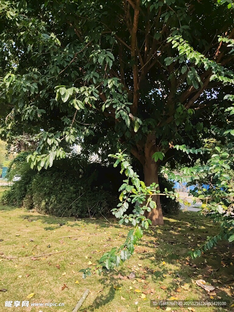 绿荫下的静谧户外景致