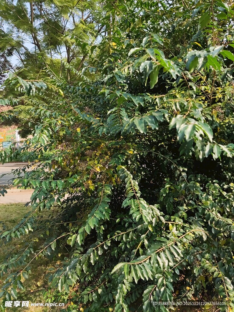 茂盛的绿植景观